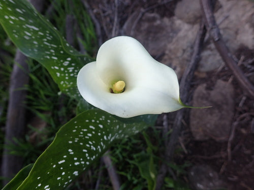 Lys calla tachetés — Bild 3