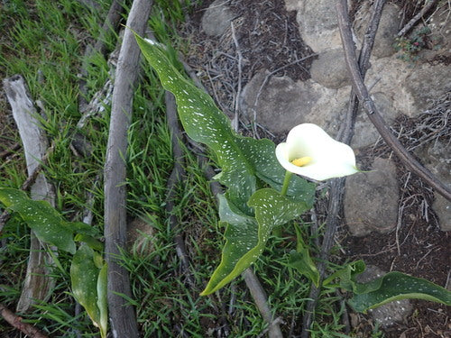 Lys calla tachetés — Bild 2