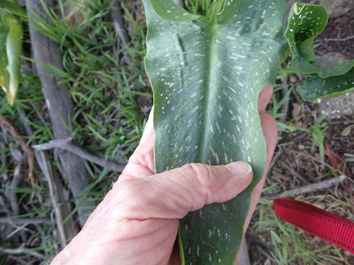 Lys calla tachetés — Bild 1