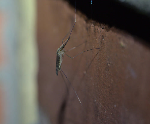 Moustique de la fièvre pourprée — Bild 1