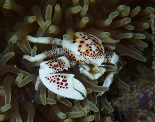 Crabe en porcelaine tacheté — photo 5 sur 8