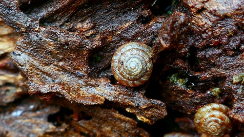 Escargot bol tacheté — Bild 4