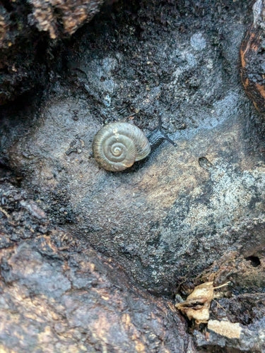 Escargot bol tacheté — Bild 5