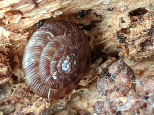 Escargot bol tacheté — Bild 3