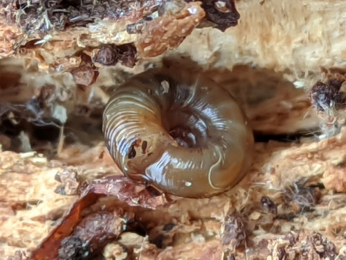 Escargot bol tacheté — Bild 2