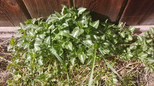 Ortie tachetée — Bild 4