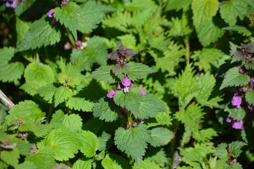 Ortie tachetée — Bild 2