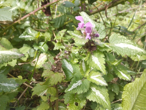Ortie tachetée — Bild 5