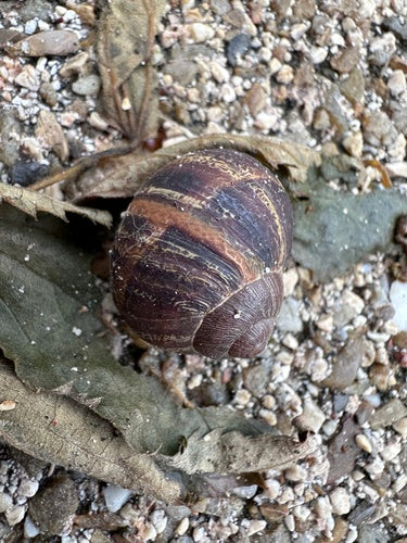 Escargot romain tacheté — Bild 4
