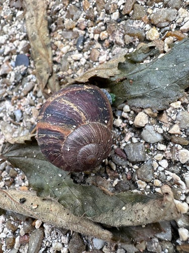 Escargot romain tacheté — Bild 3