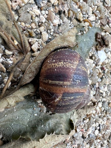 Escargot romain tacheté — Bild 2