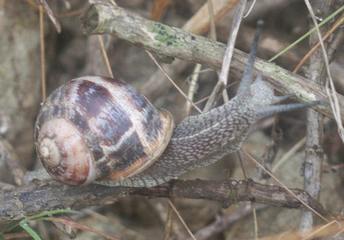 Escargot romain tacheté — Bild 5