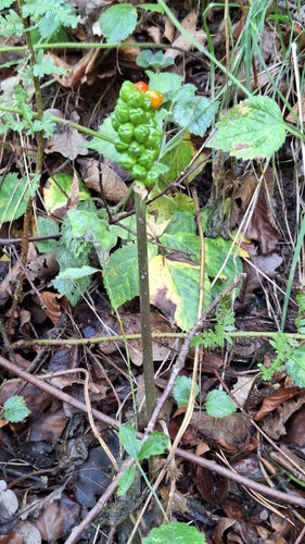 Arum tacheté — Bild 5