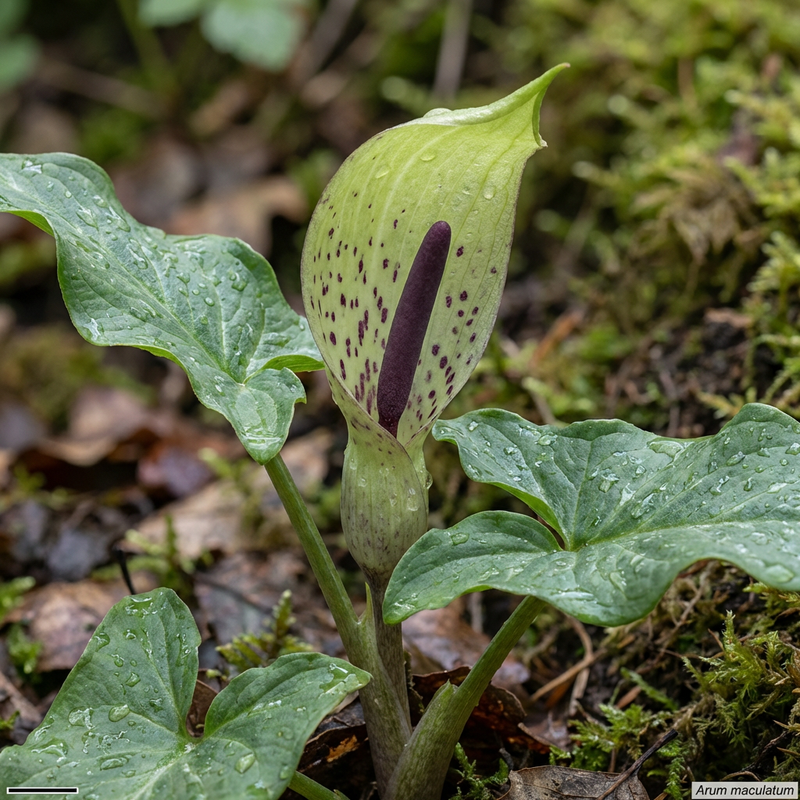 Arum tacheté