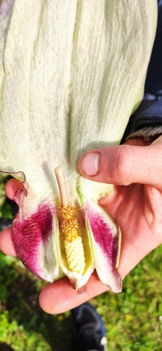 Arum tacheté — Bild 4