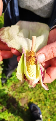 Arum tacheté — Bild 3