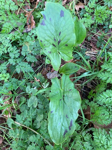 Arum tacheté — Bild 2