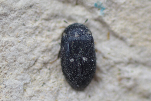 Coléoptère tacheté — Bild 5