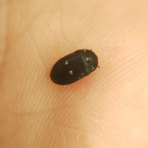 Coléoptère tacheté — photo 3 sur 51