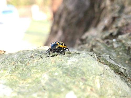 Coléoptère tacheté du saule — Bild 5