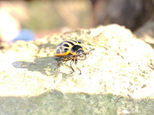 Coléoptère tacheté du saule — Bild 4