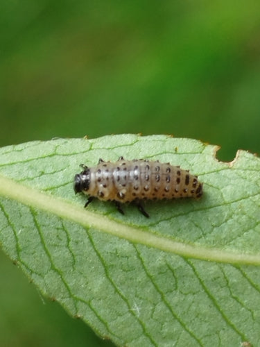Coléoptère tacheté du saule — Bild 3