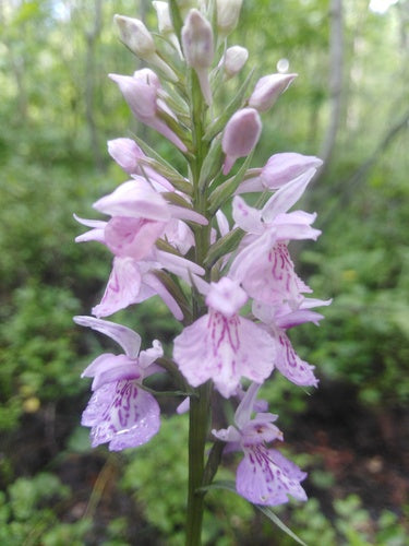 Orchidée tachetée — photo 5 sur 9