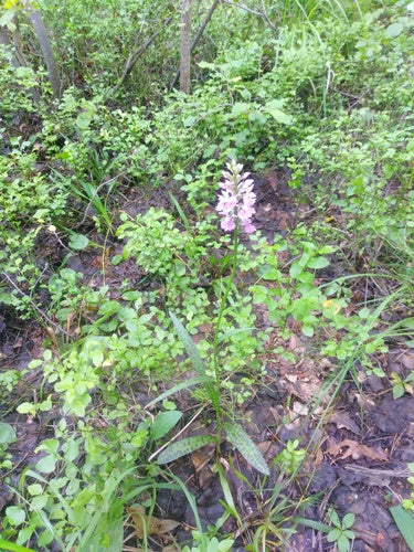 Orchidée tachetée — photo 2 sur 9