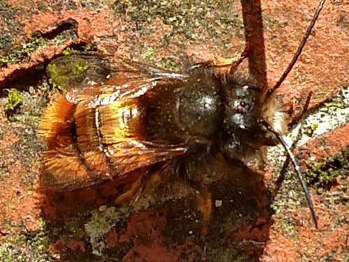 Abeille maçonne à cornes — Bild 4