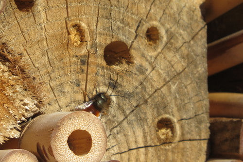 Abeille maçonne à cornes — Bild 5