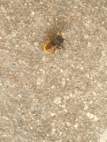 Abeille maçonne à cornes — Bild 2