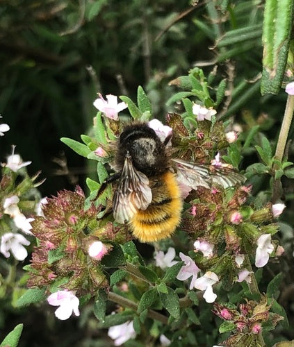 Abeille maçonne à cornes — Bild 3