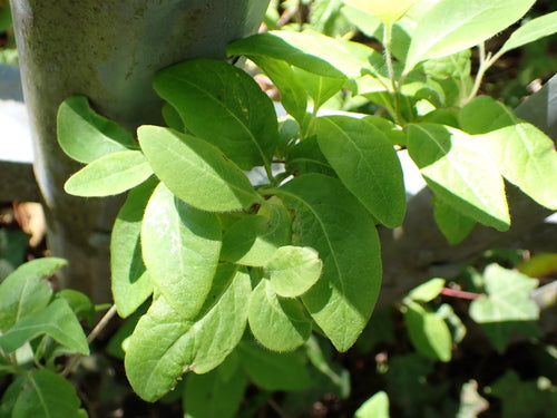 Chèvrefeuille — Bild 5