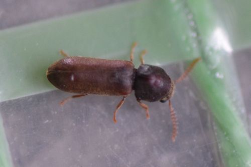 Coléoptère rongeur peigné — Bild 5