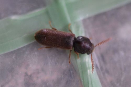 Coléoptère rongeur peigné — Bild 4
