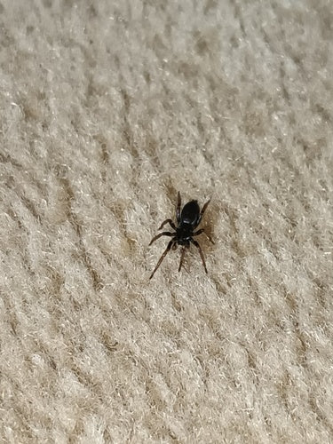 Araignée à ventre lisse et pattes jaunes — photo 4 sur 11