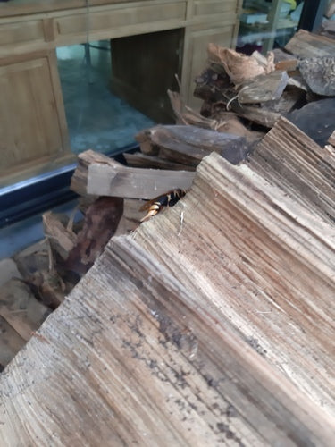 Guêpe des bois d'épinette jaune — Bild 2
