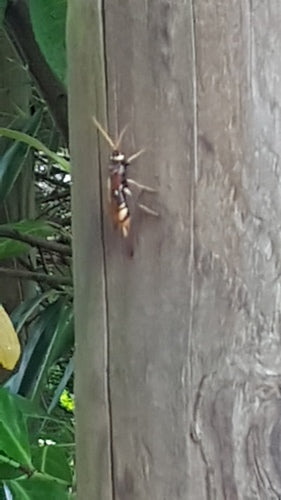 Guêpe des bois d'épinette jaune — Bild 3