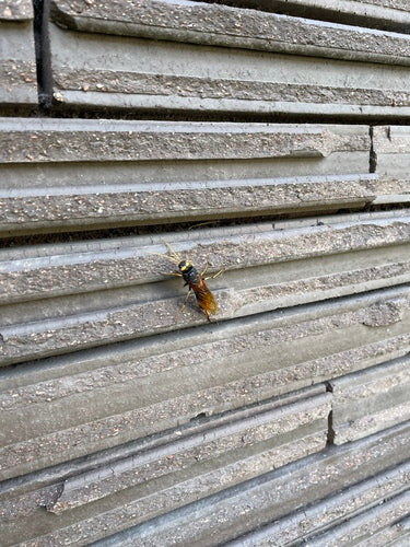 Guêpe des bois d'épinette jaune — photo 3 sur 13