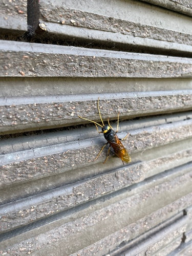 Guêpe des bois d'épinette jaune — photo 2 sur 13