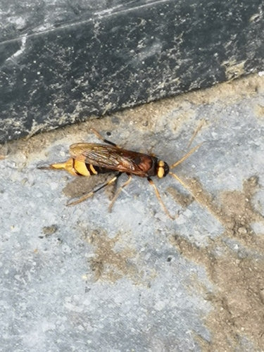 Guêpe des bois d'épinette jaune — Bild 5