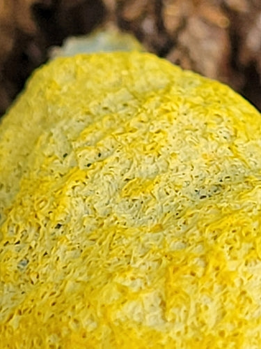 Fleur bronzée jaune — Bild 4