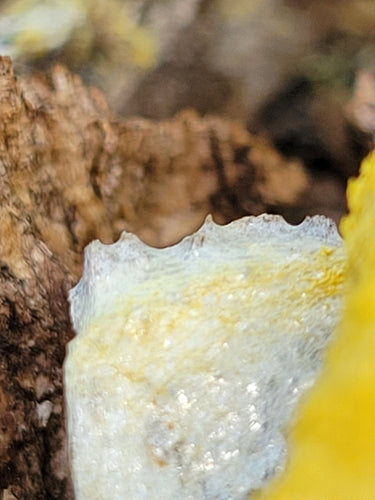 Fleur bronzée jaune — Bild 2