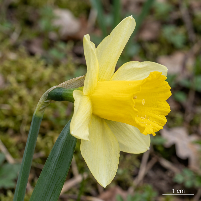 Jonquille jaune