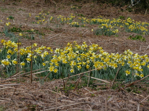 Jonquille jaune — Bild 5