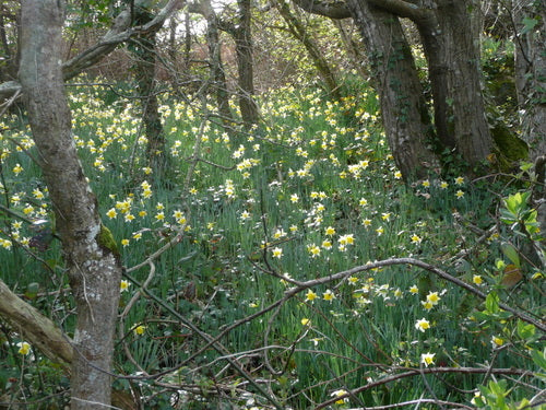 Jonquille jaune — Bild 4