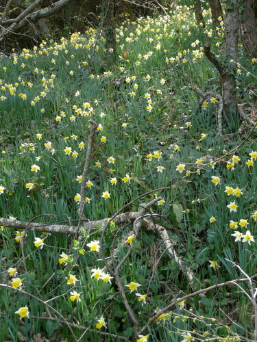 Jonquille jaune — Bild 3