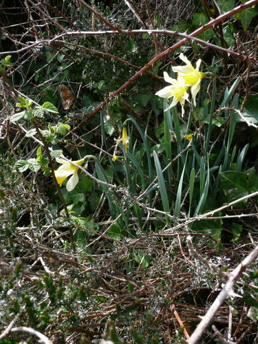 Jonquille jaune — Bild 2
