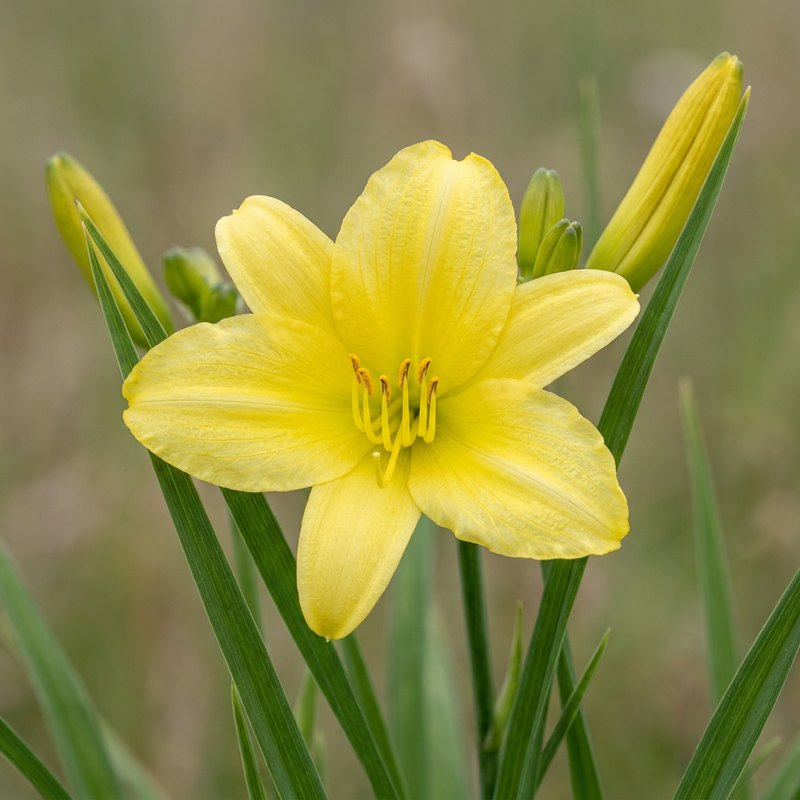 Hémérocalle jaune