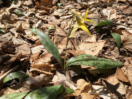 Pagode à dents de chien jaune — Bild 4